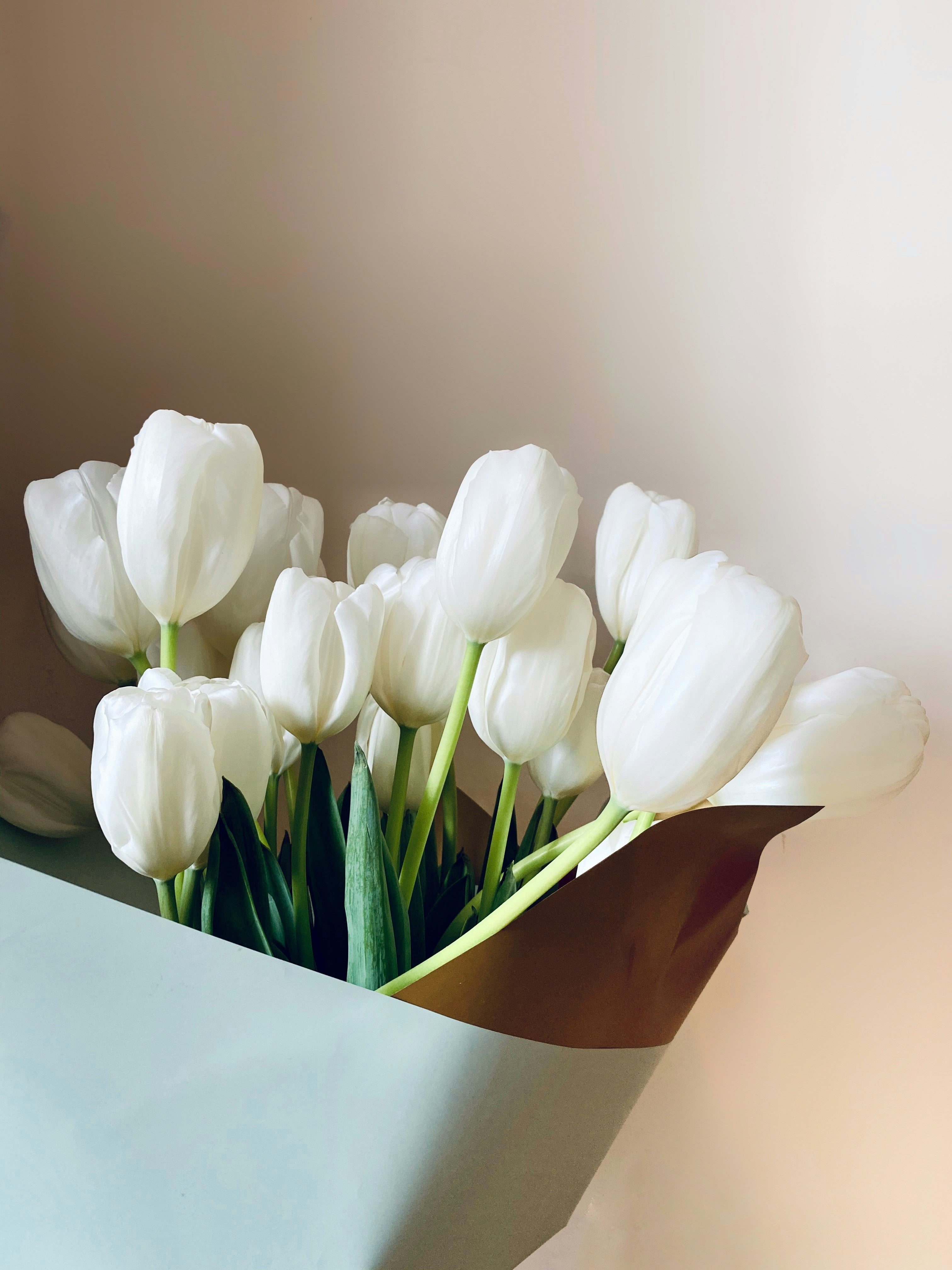 Tulipanes