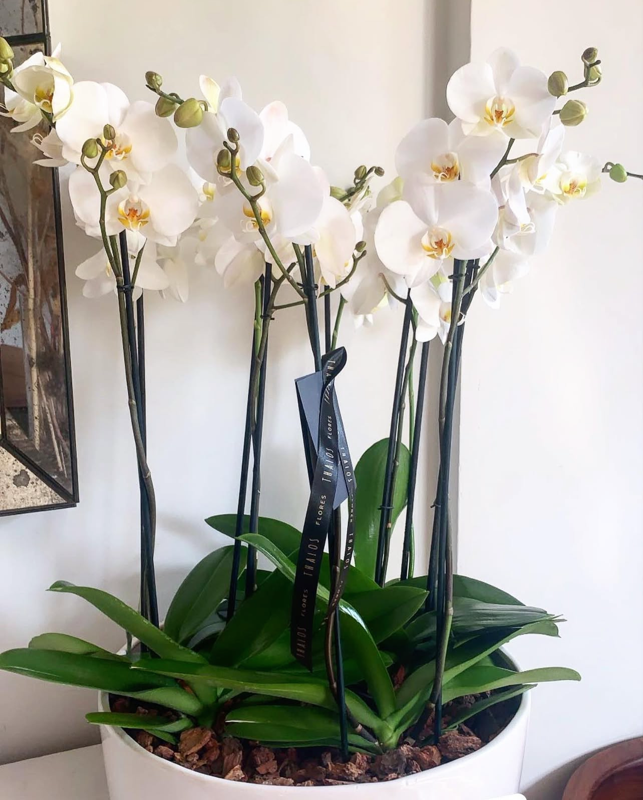 Orquídea 10 varas