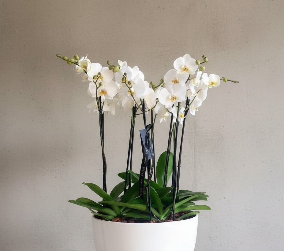 Orquídea 10 varas