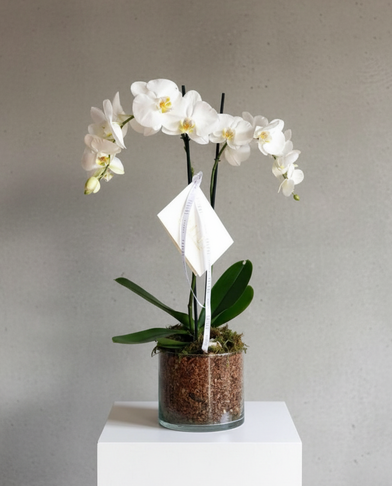 Orquídeas 2 Varas