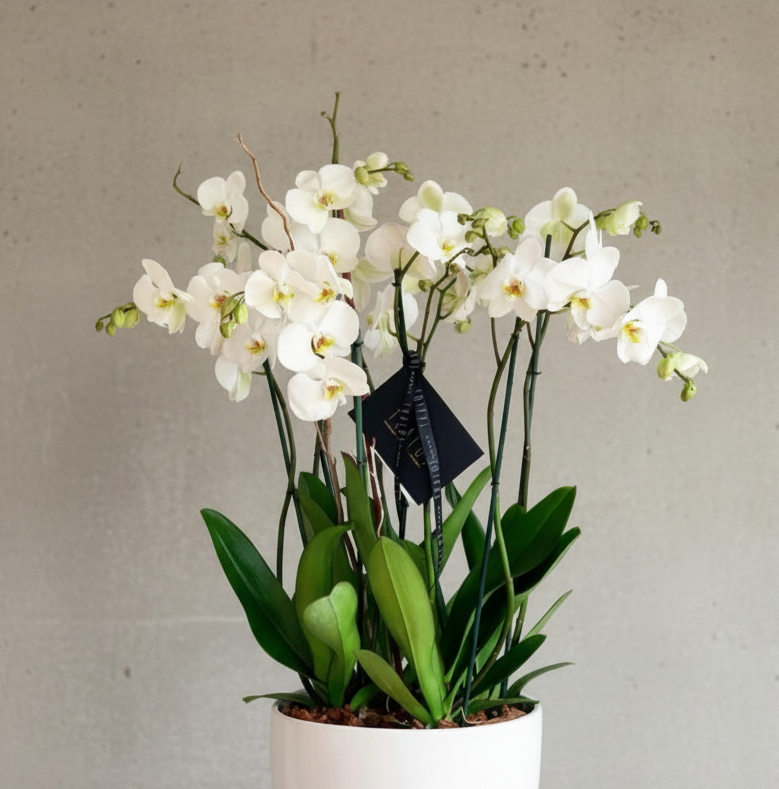 Orquídeas 8 Varas