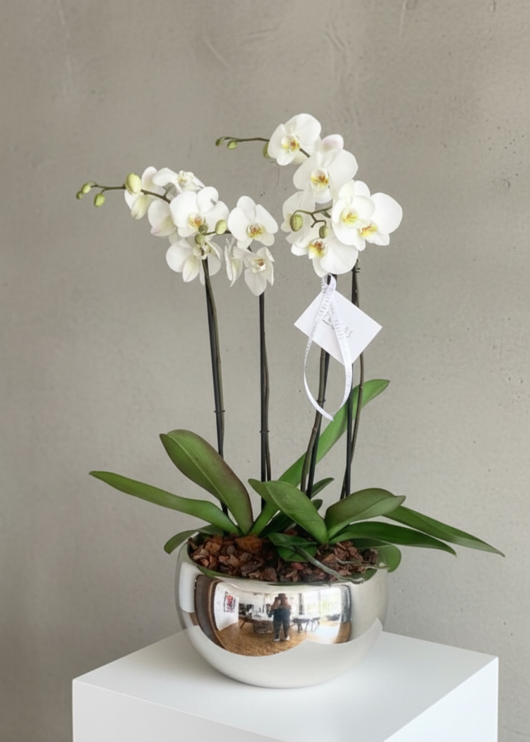 Orquídeas 4 Varas